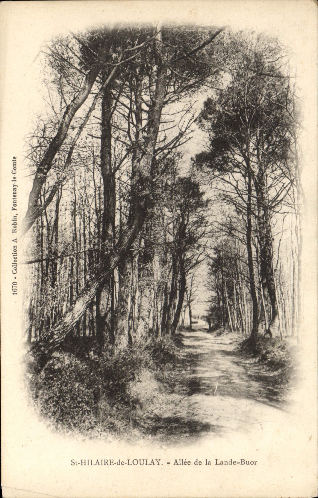St-HILAIRE-de-LOULAY — Allée de la Lande-Buor — A. Robin, Collection Fontenay-le-Comte