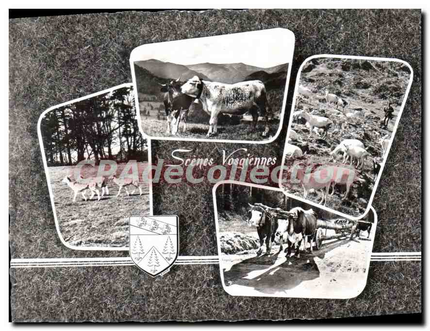 CPSM Scenes Vosgiennes 