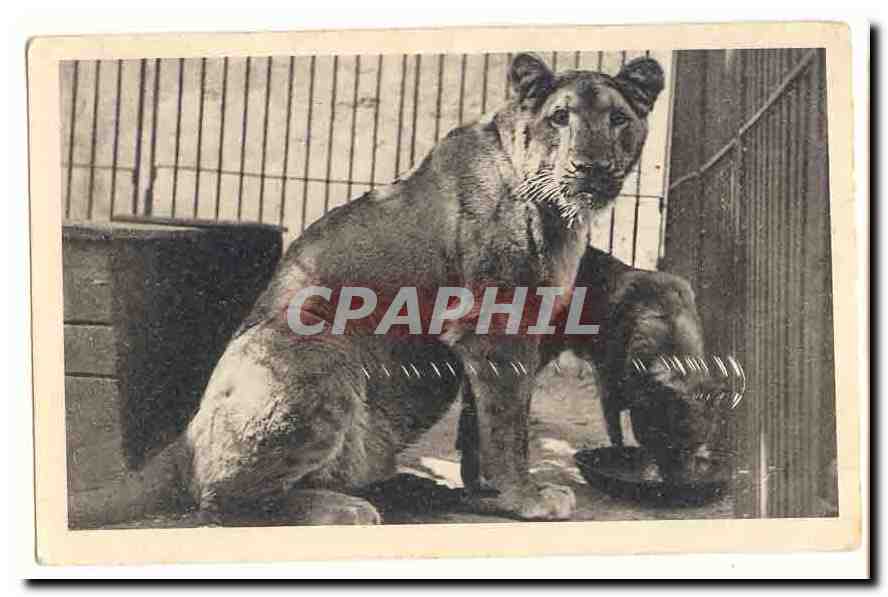 Lionne dans une cage — zoo — CPAPHIL