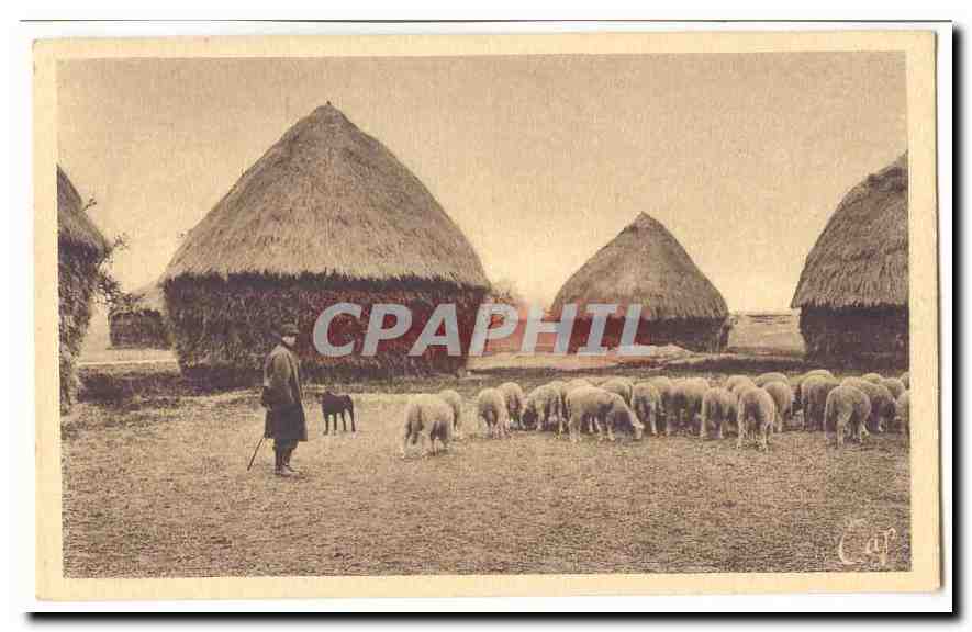 En Beauce CPA Troupeau de moutons