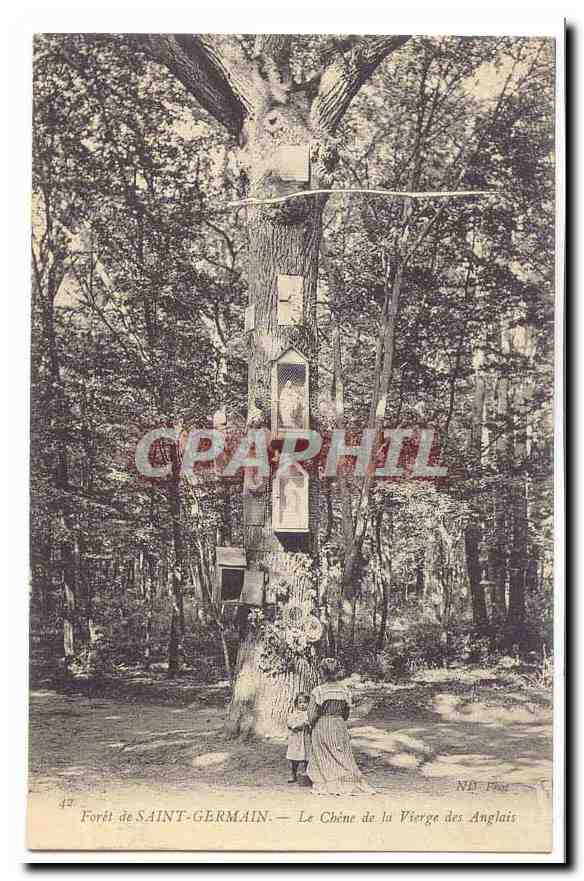 Foret de Saint Germain en Laye CPA Le chene de la vierge des anglais (arbre tree)