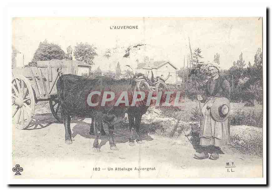 REPRODUCTION L´auvergne CPA Un attelage auvergnat (vaches boeufs)