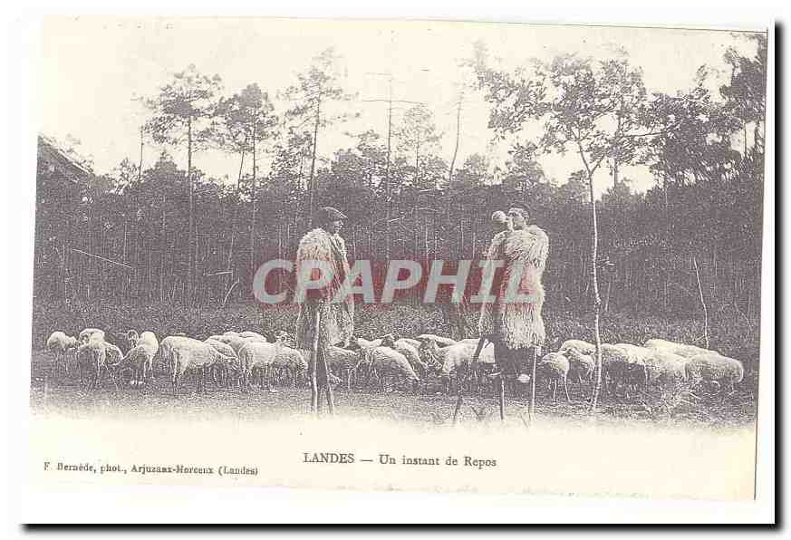 REPRODUCTION Landes CPA Un instant de repos (moutons)
