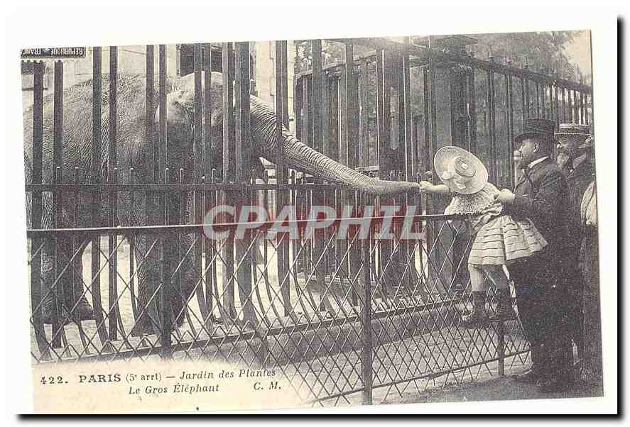 Paris (5eme) CPA Jardin des plantes Le gros elephant (reproduction)
