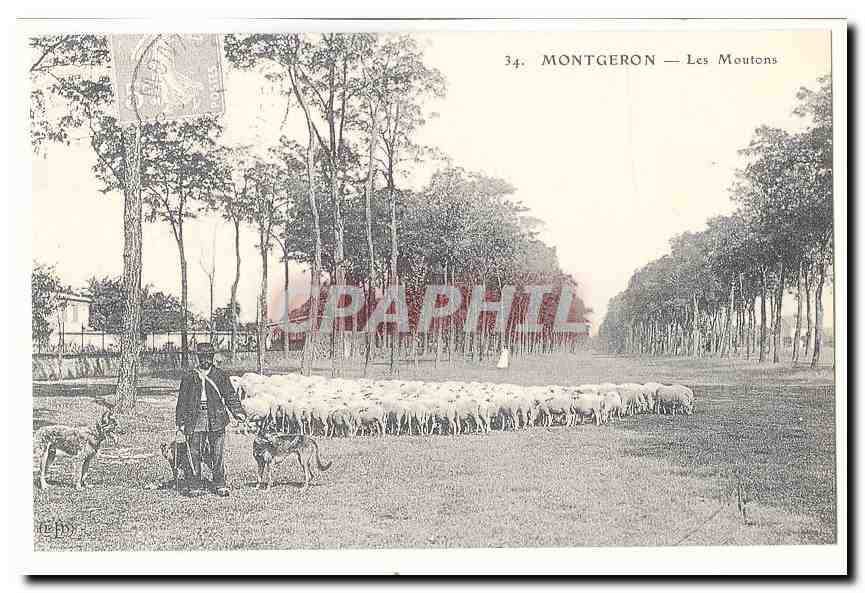 Montgeron CPA Les moutons (reproduction)