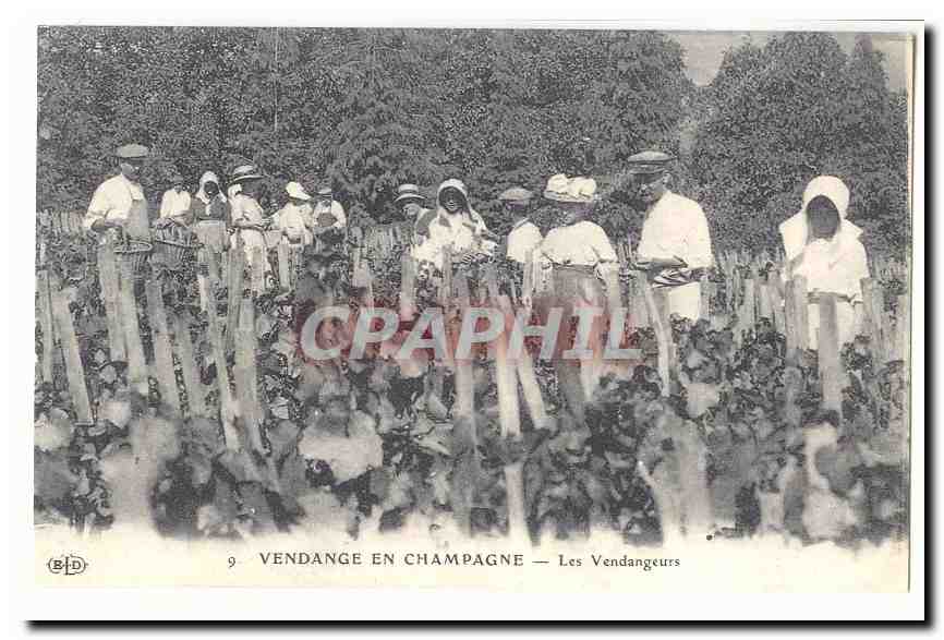 VEndange en Champagne CPA Les vendangeurs (reproduction)