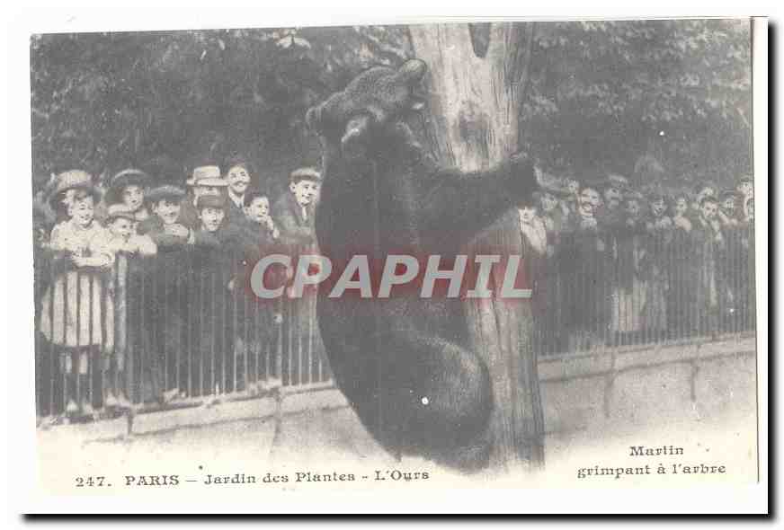 Paris CPA Jardin des plantes L'ours Martin grinpant a l'arbre (reproduction)