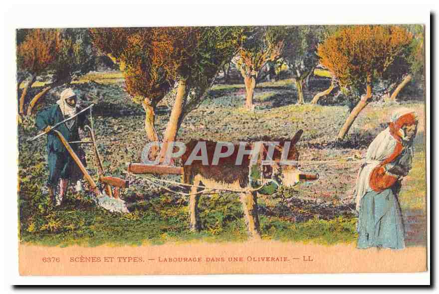 Scenes et Types CPA Labourage dans une oliveraie
