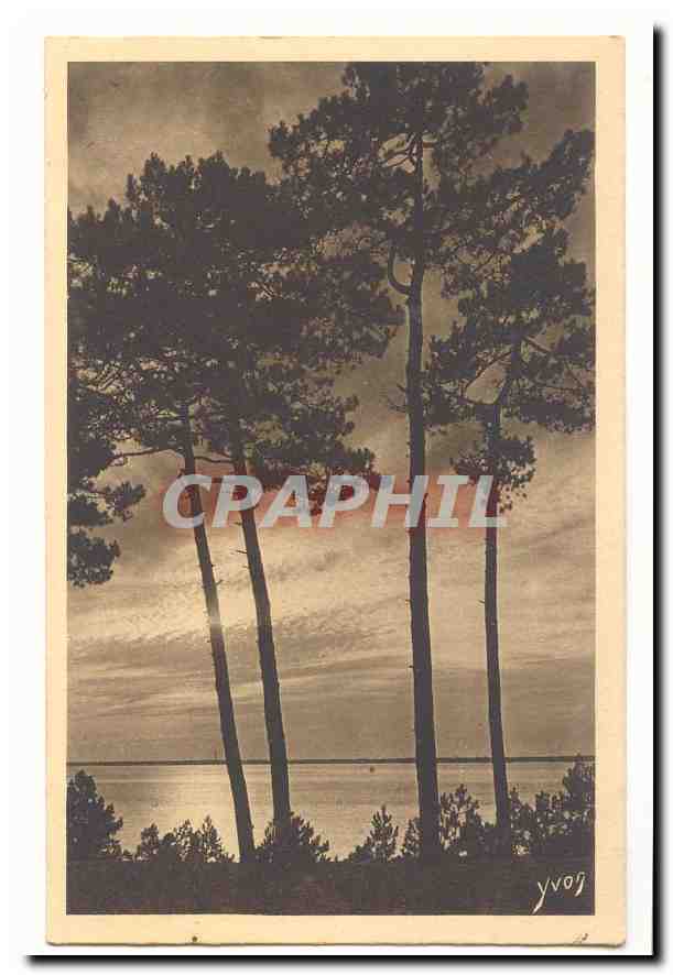Les charmes de la Cote d'Argent Mer et foret CPA D'arcachon au Moulleau Silhouettes de pins