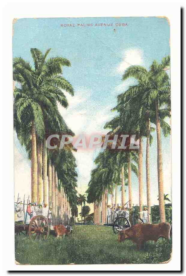 Cuba CPA Royal Palms avenue (palmiers)