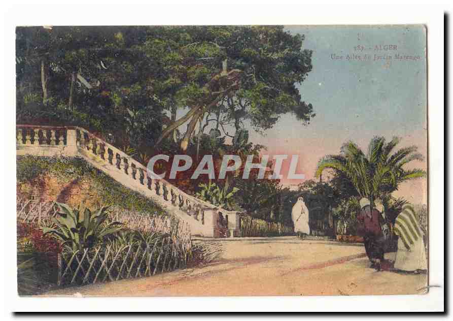Algerie Alger CPA Une allee du jardin Marengo