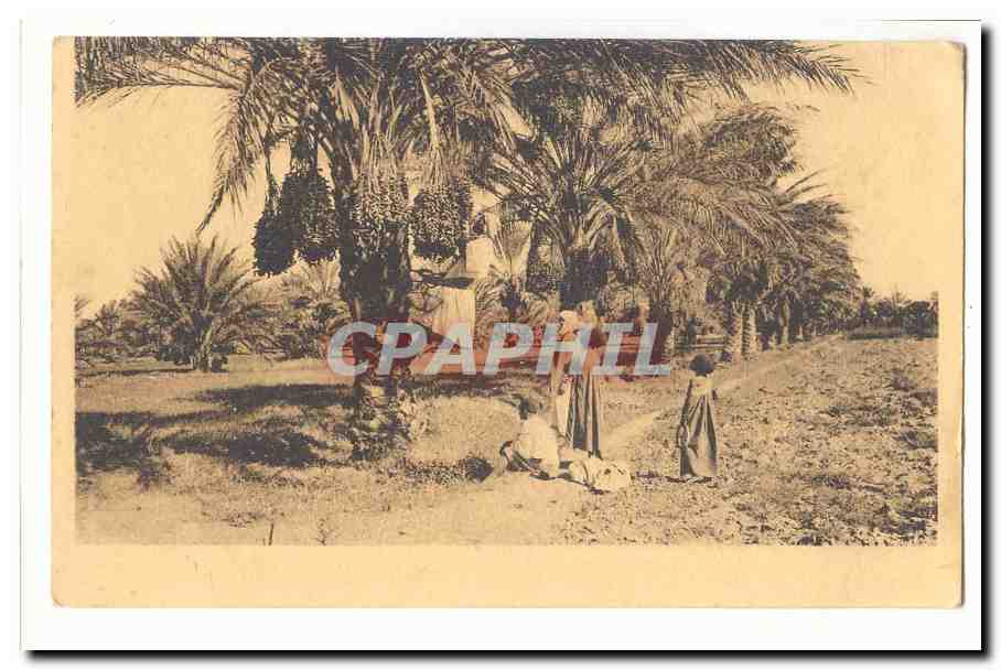 Paysage de palmiers — Égypte ou région méditerranéenne — éditeur non identifié