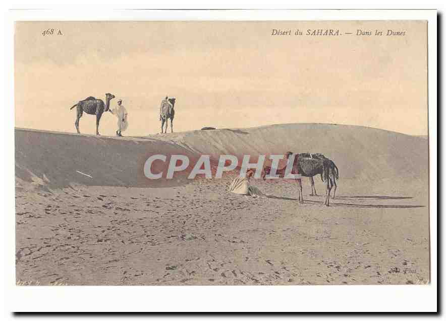 Algerie CPA Desert du Sahara Dans les dunes (chameaux)