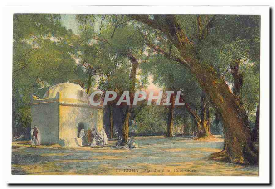 Algerie Blida CPA Marabout au bois sacre
