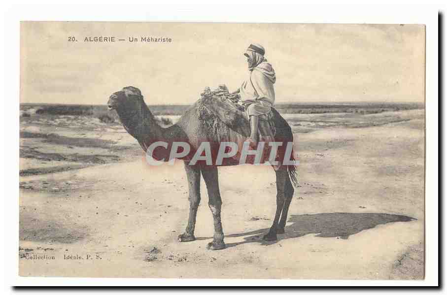 Algerie CPA Un mehariste (chameau camel)