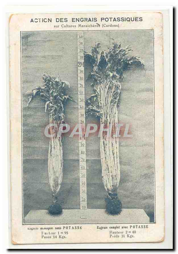 CPA Action des engrais potassiques sur cultures maraicheres (cardons) Rare agriculture