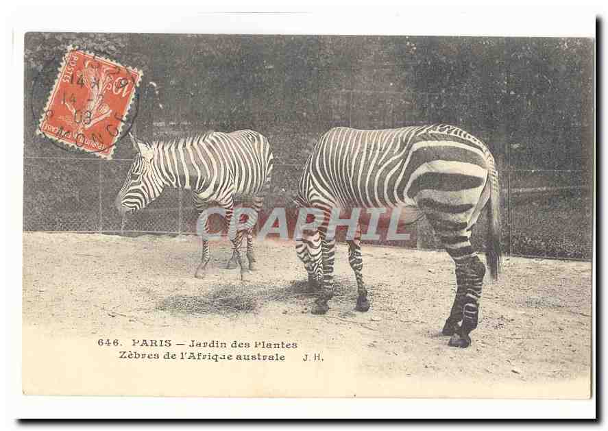 Zèbres de l'Afrique australe — Jardin des Plantes — J.H. n°646