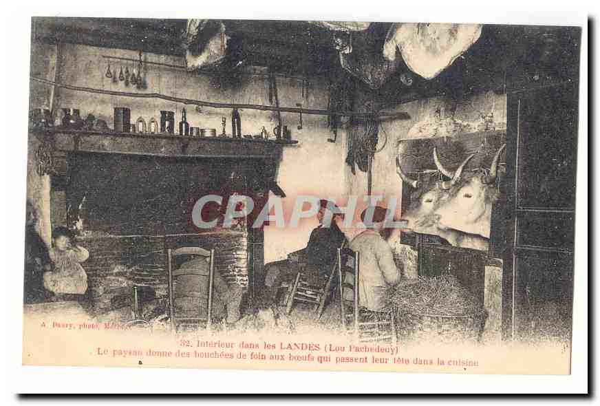 Interieur dans les Landes (Lou Pachedeny) CPA Le paysan donne les bouchees de foin aux boeufs qui passent TOP