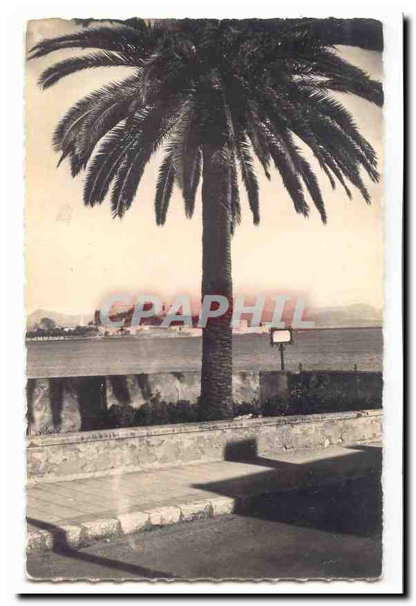 Palme am Meer — Küstenansicht — CPAPHIL