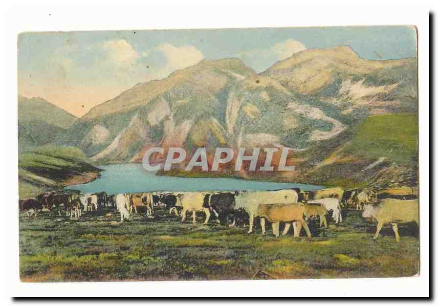 Pyrenees CPA Troupeau descendant (vaches)