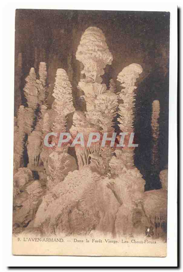 L'aven Armand CPA Dans la foret vierge les choux fleurs