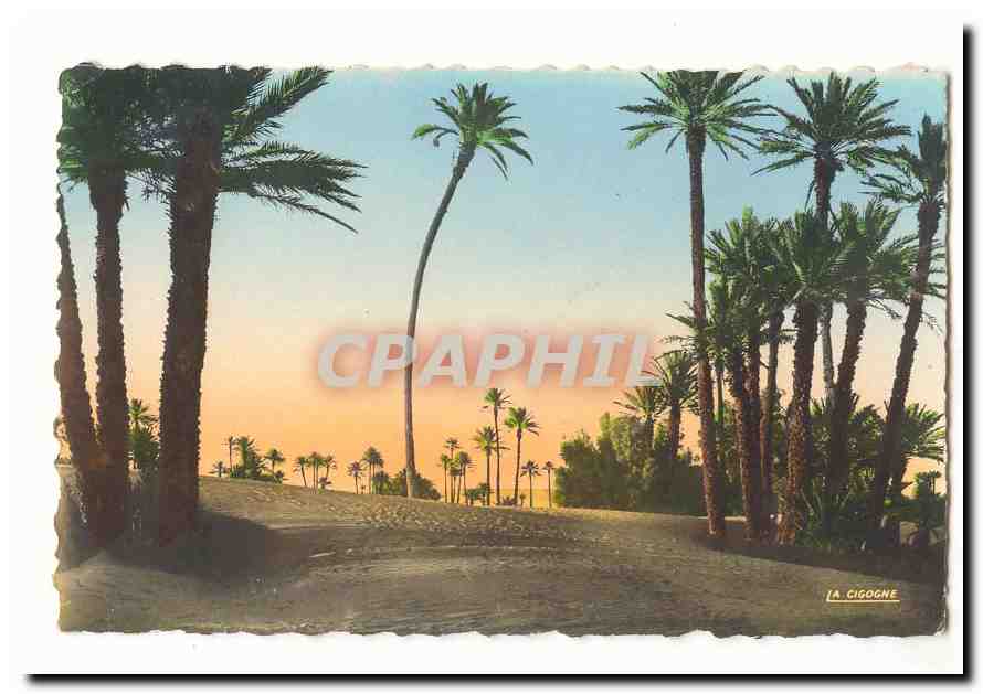 Maroc Sud marocain CPM Palmeraie dans les dunes de sable