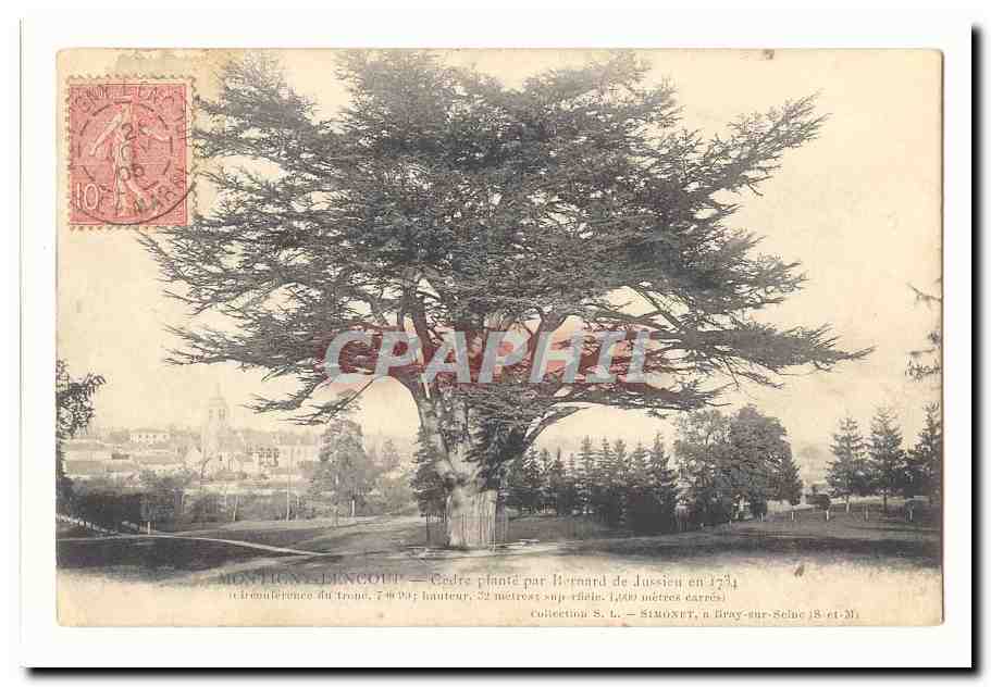 Montigny-l'Incoup — Cèdre planté par Bernard de Jussien en 1734
