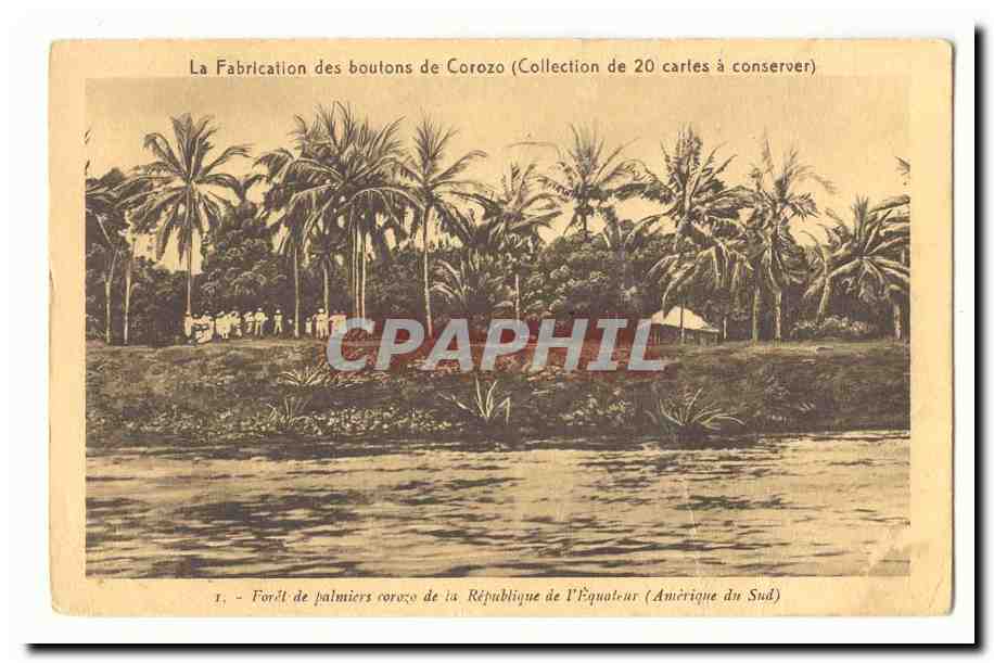 La fabrication des boutons de Corozo CPA Foret de palmiers corozo de la republique de l'Equateur (Equateur Ecuador)