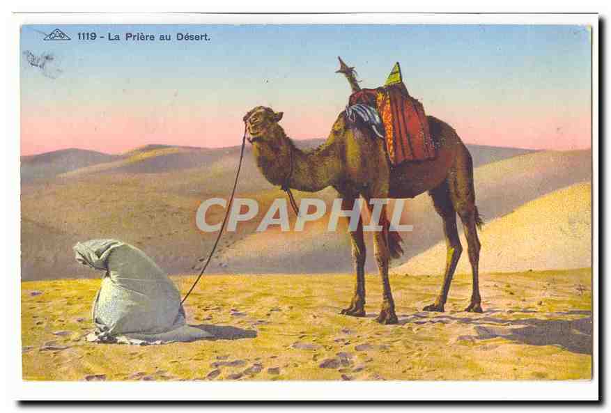 CPA La priere du desert (chameau dromadaire)