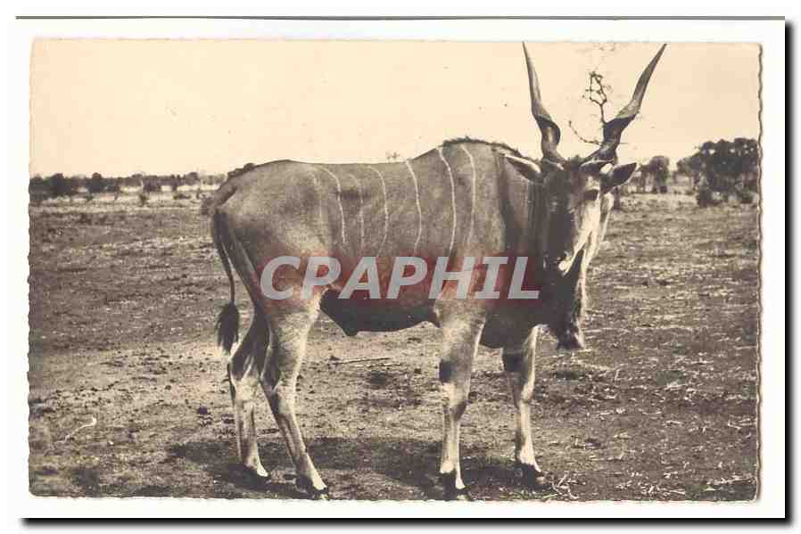 Faune africaine CPA Eland de la region des Grands alcs