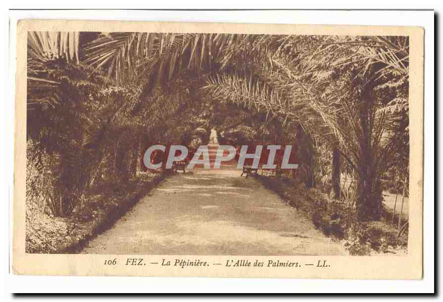 MAroc CPA La pepiniere L'allee des palmiers