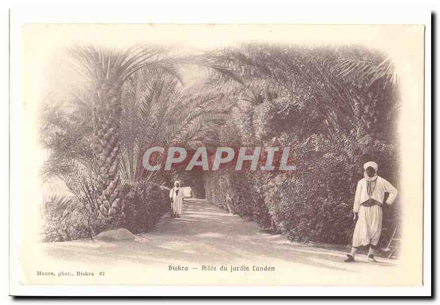 Algerie Biskra CPA Allee du jardin Landon