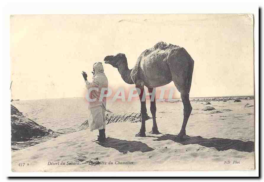 Désert du Sabara — Éditeur du Chamelelier — ND Phot