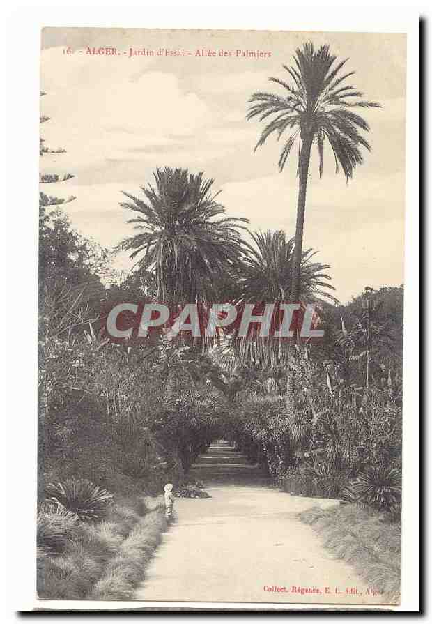 Alger - Jardin d'Essai - Allée des Palmiers — Collect. Régenis, E. L. Adit, Alger
