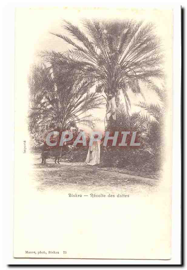 Algerie Biskra CPA Recolte des dattes