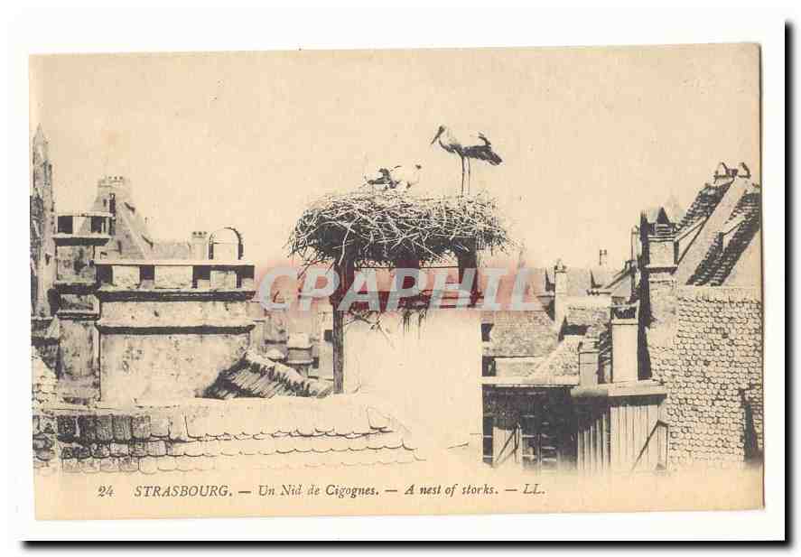 Strasbourg CPA Un nid de cigognes (storks)