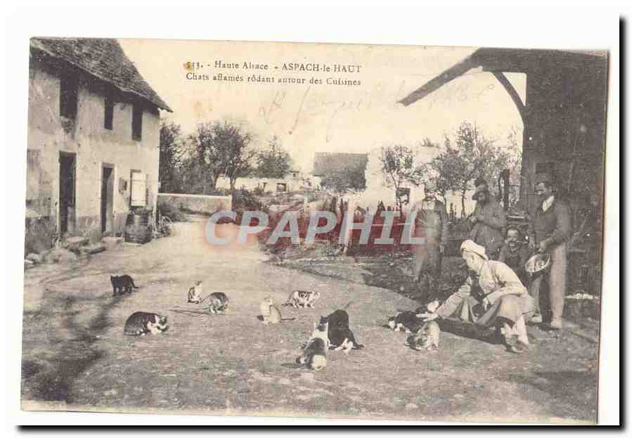 Hungernde Katzen, die um die Küchen herumstreifen — ASPACH-LE-HAUT — Haute-Alsace