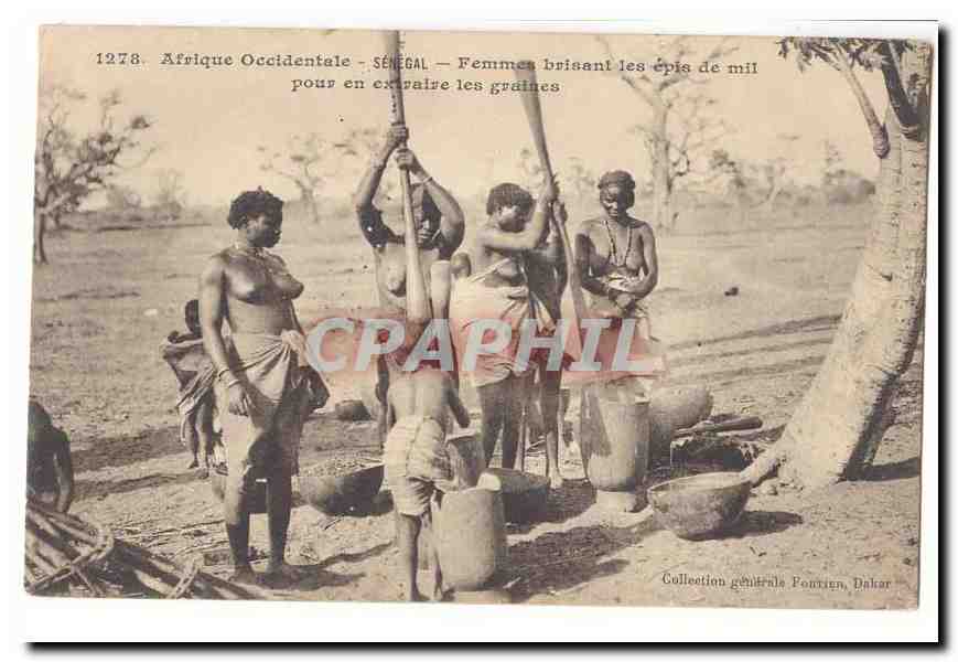 Afrique Occidentale — SÉNÉGAL — Femmes brisant les épis de mil pour en extraire les graines — Collection générale Pontrien, Dakar