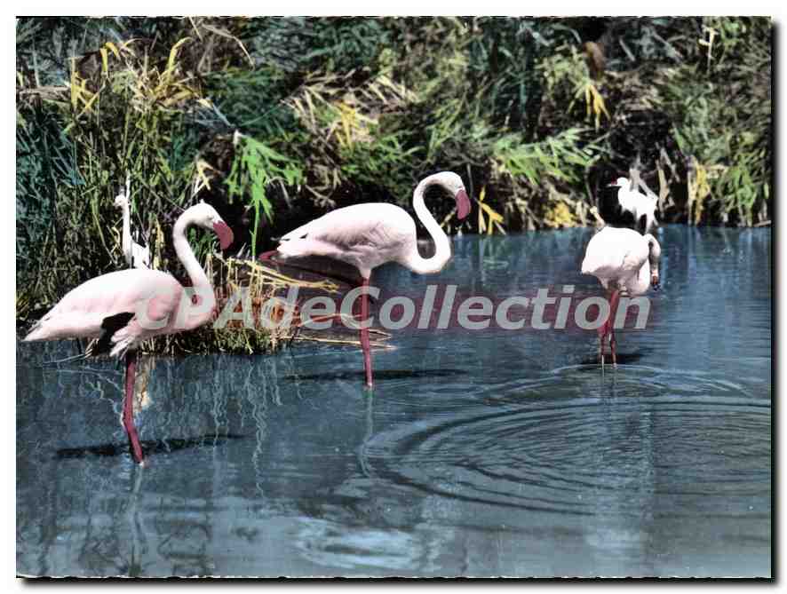 CPM En Camargue Flamants Roses Rosy Flamingos Rollich Flamingos