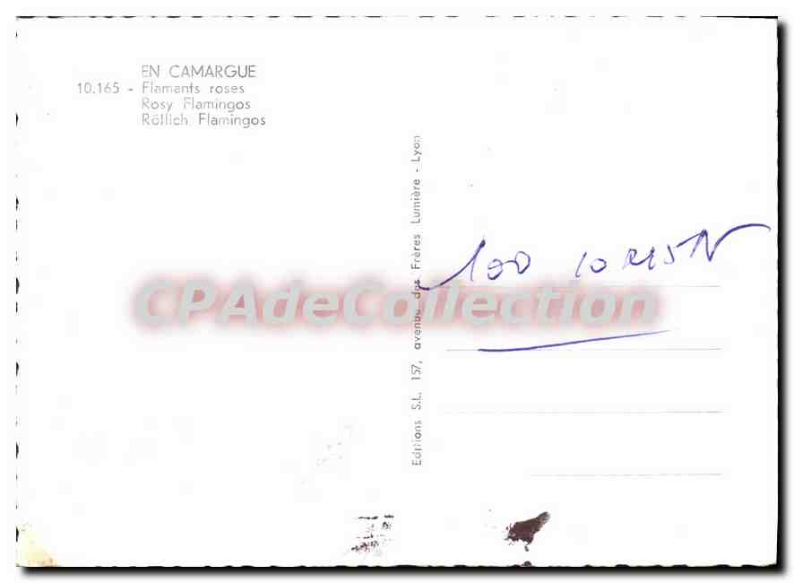 CPM En Camargue Flamants Roses Rosy Flamingos Rollich Flamingos — Back