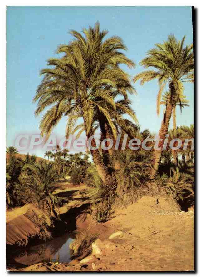CPM Bechar L'Oasis
