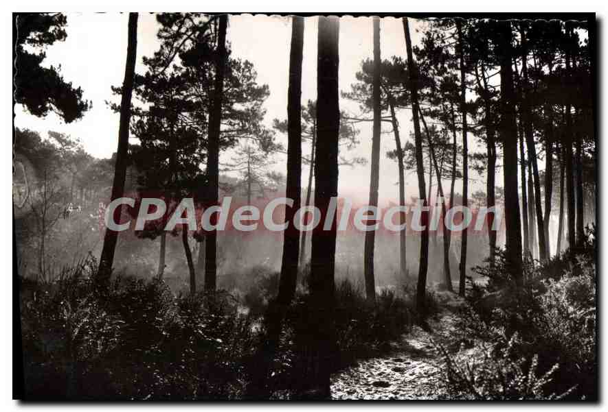 Brumes matinales dans les pins — Landes de Gascogne — Les Éditions d'Art