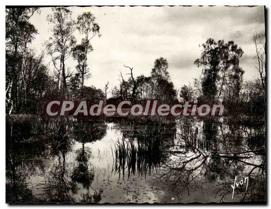 Fontainebleau (S.-et-M.) — La Forêt - La Mare aux Fées — Les Éditions d'Air, Paris