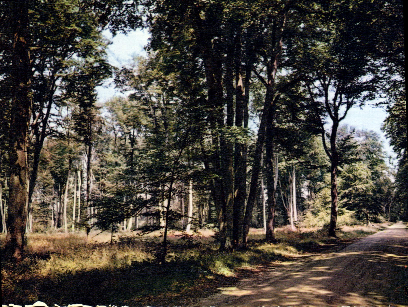 Bosque de Fontainebleau — Carretera Circular cerca del cruce del Club Touring — X. Hébert, editor, Marsey