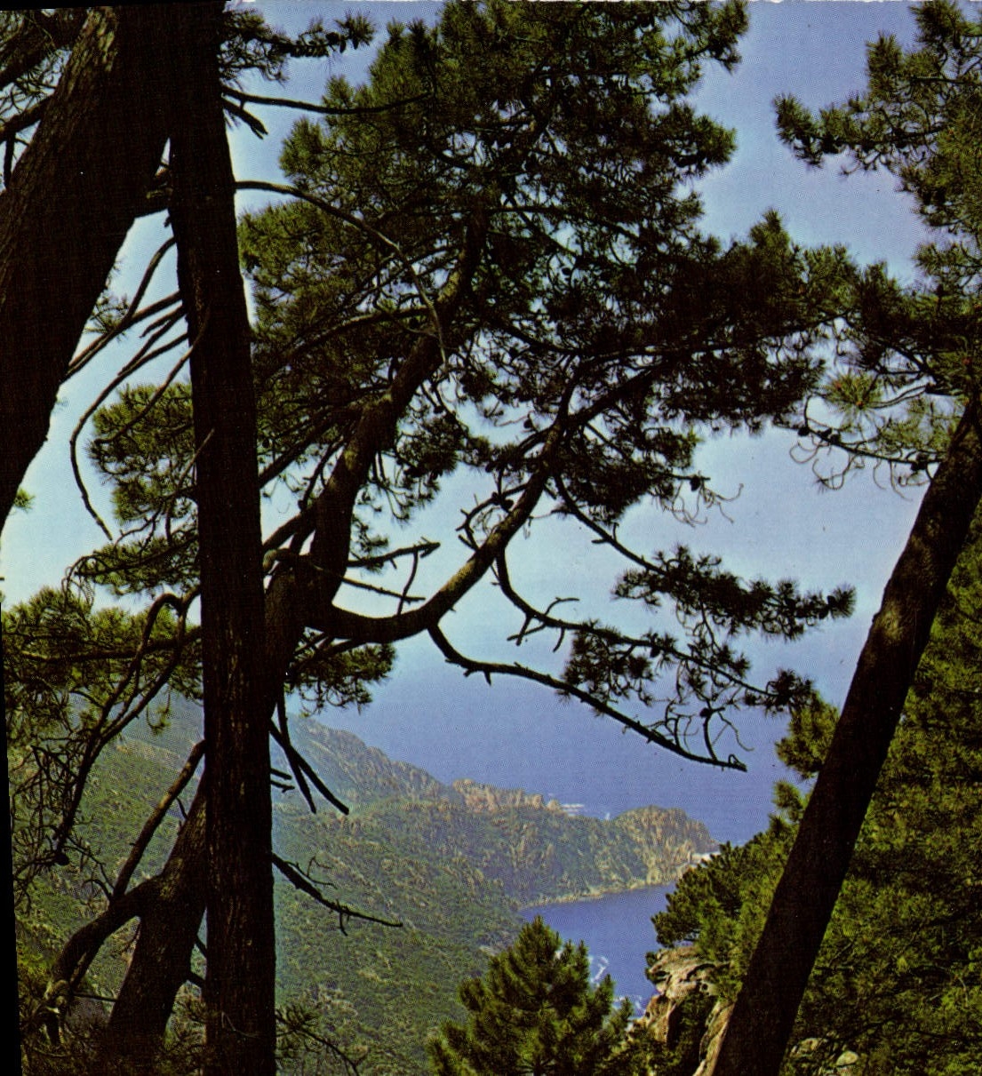 CPSM La Corse Inoubliable Calanches De Piana Golfe de PORTO