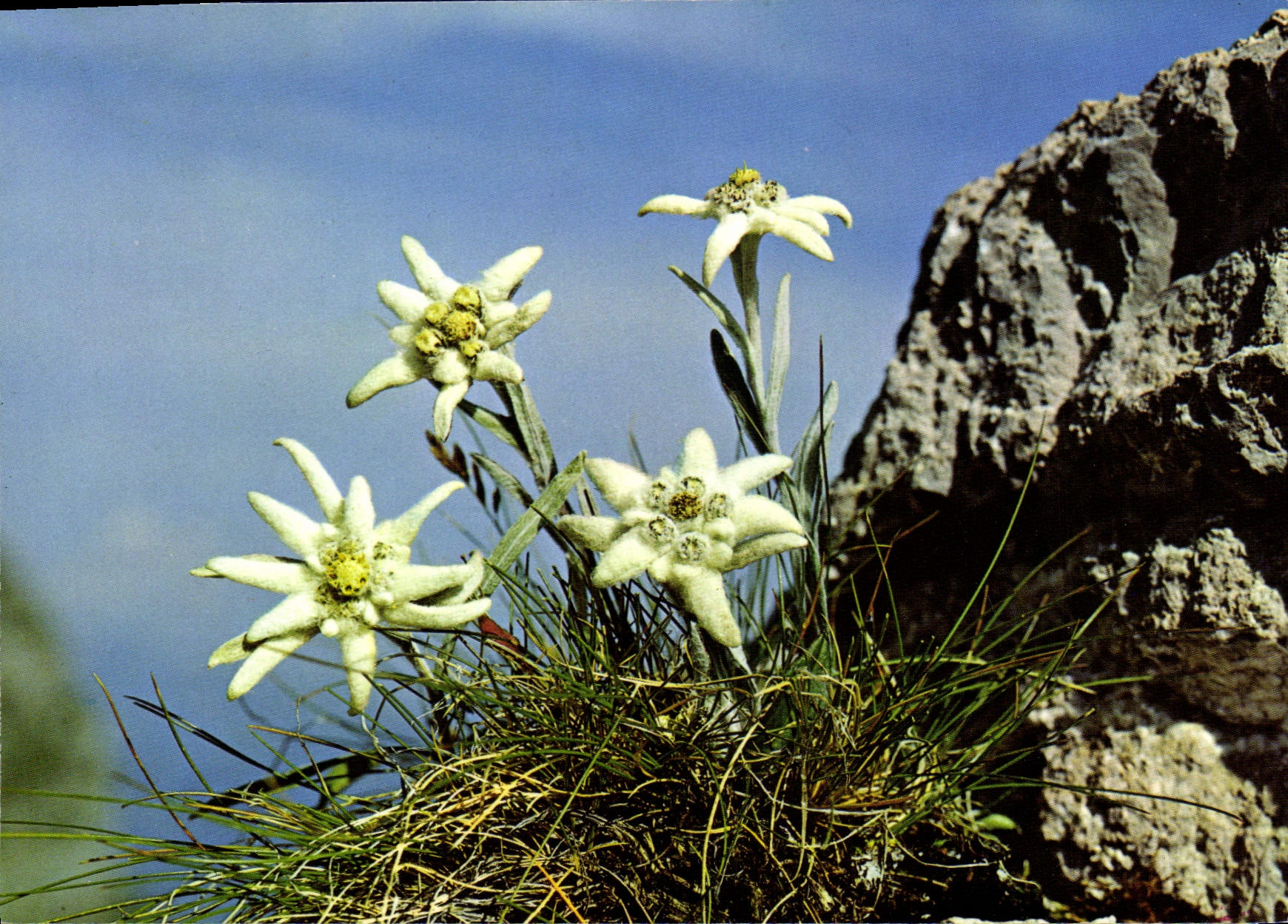 CPSM Leontopodium Alpinum Edelweiss Pied De Lion