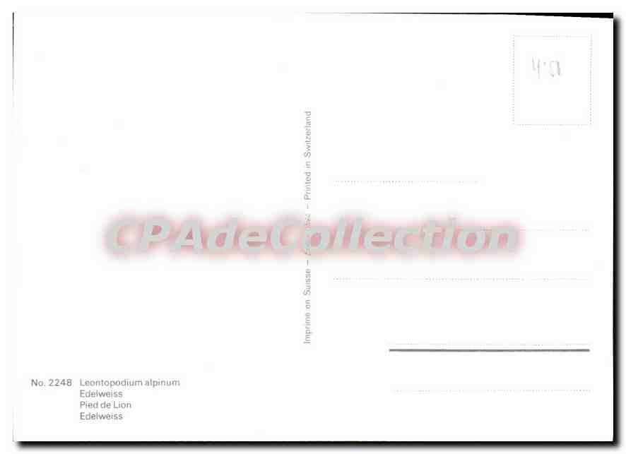 CPSM Leontopodium Alpinum Edelweiss Pied De Lion — Back