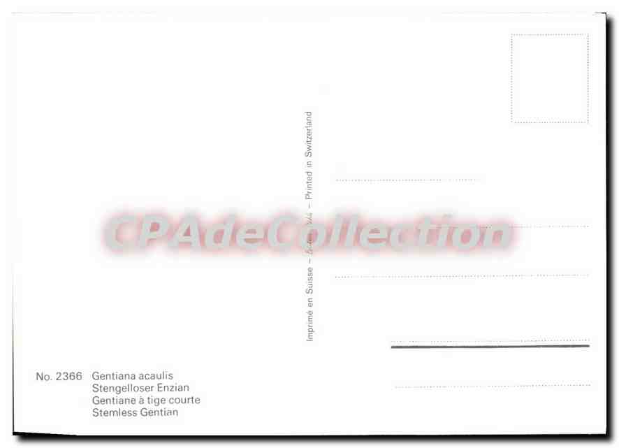 CPSM Gentiana Acaulis Stengelloser Enzian — Back