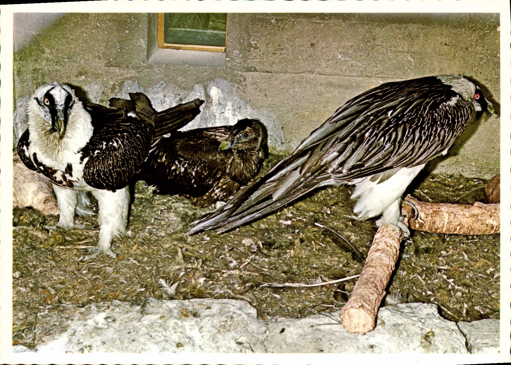 Bartgeier (Gypaetus barbatus) — Alpenzoo 1974 — (phot. Dr. Hofer)