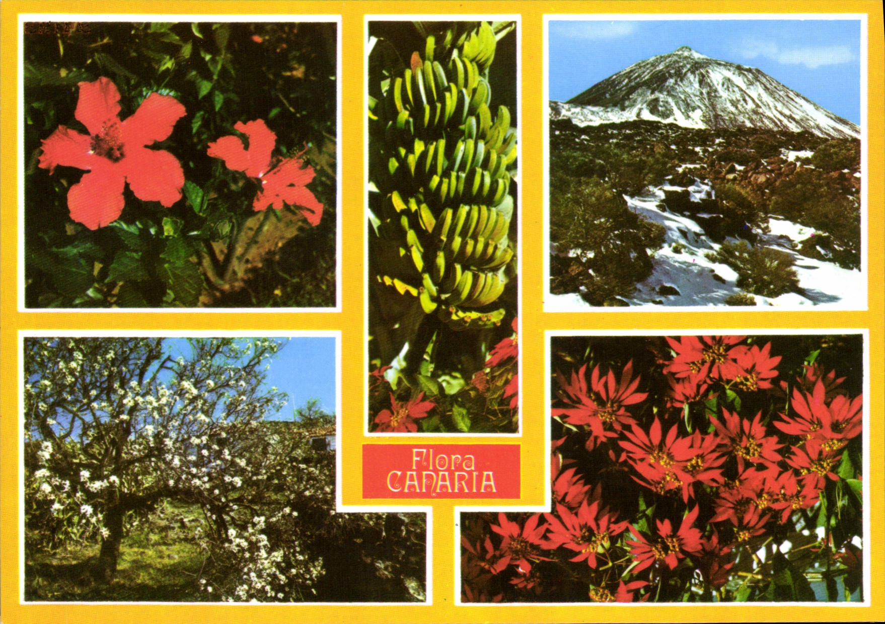Flora Canaria — Tenerife — éditeur PERLA, n° 6026